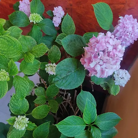 Porat 2 With Private Terrace - Db With Private Terrace